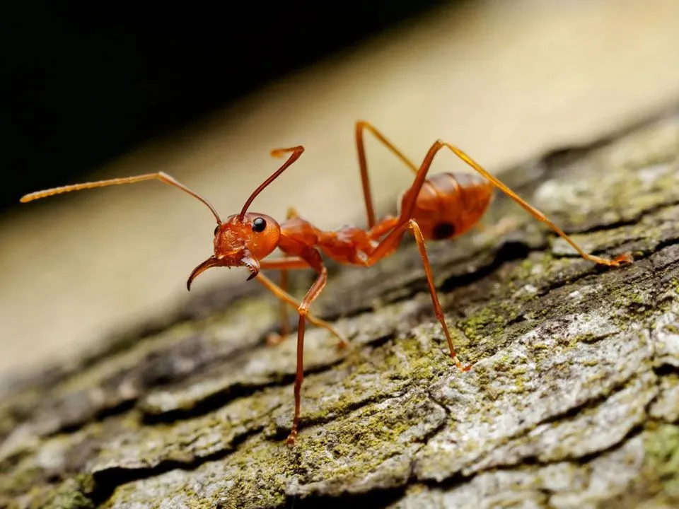 bergs-Animal-and-bug-control-content-about-02-1920w